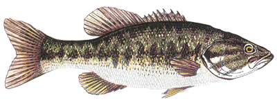 Largemouth Bass Stunting