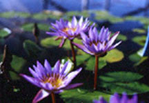 Water Garden Plants