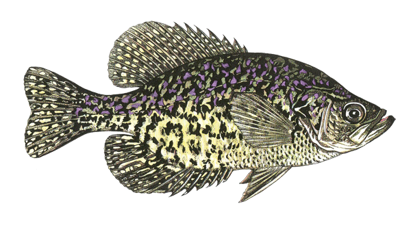 Black Crappie