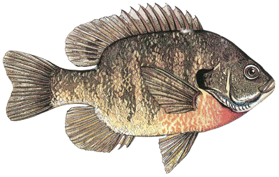 Bluegill