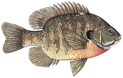 General Fish Stocking Recommendations