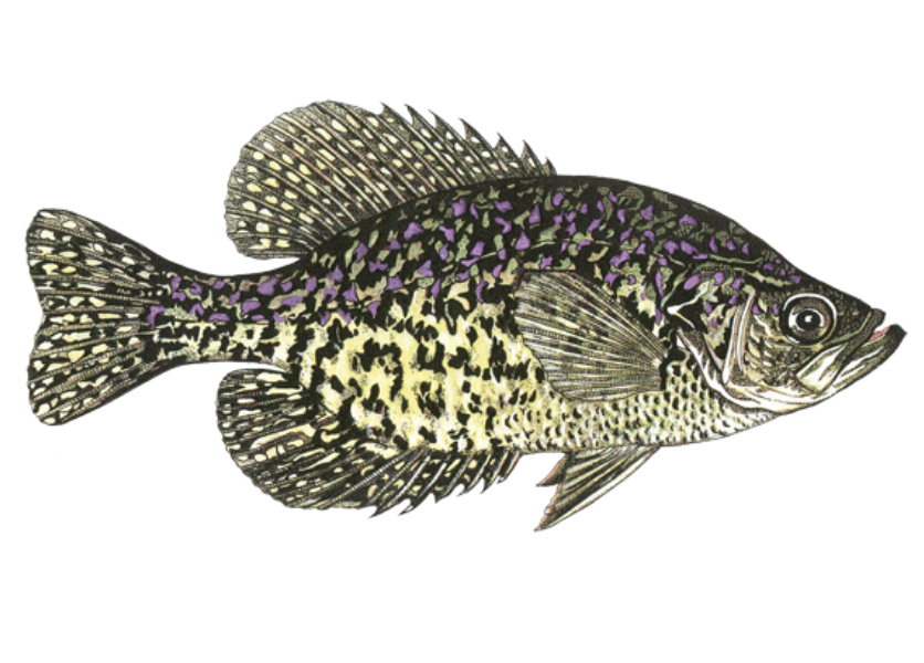 Black Crappie