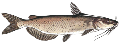 Channel Catfish