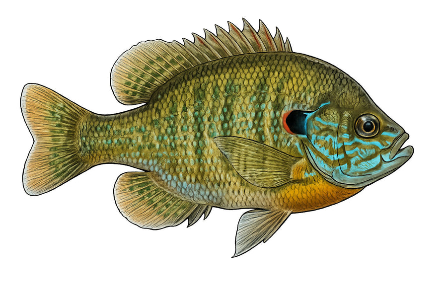 Hybrid Bluegill