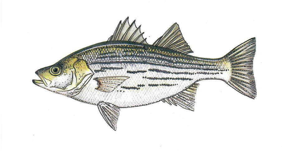 Hybrid Striped Bass