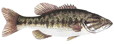 Largemouth Bass