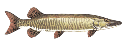 Muskellunge