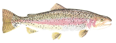 Rainbow Trout