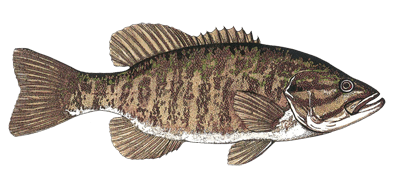 Smallmouth Bass
