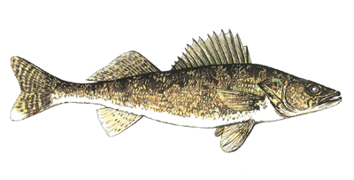 Walleye