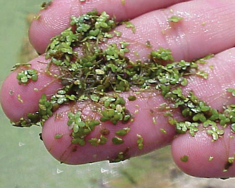 Four Steps to Duckweed and Watermeal Control