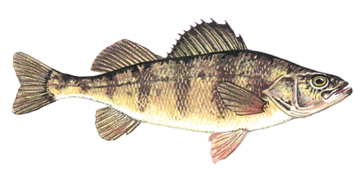 Yellow Perch