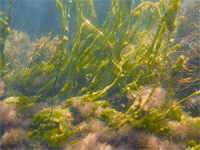 Algae in Koi Ponds & Water Gardens
