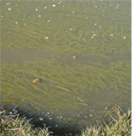 Algae in Lakes & Ponds
