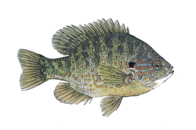 Pumpkinseed