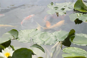 Buy Live Koi & Goldfish - Pricing & Availability