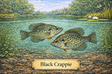 Fish Sale — Black Crappie (2–4") — 50 ct