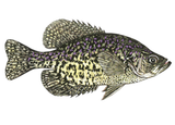 Fish Sale — Black Crappie (2–4") — 50 ct