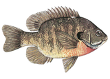Fish Sale — Bluegill (2–4") — 50 ct
