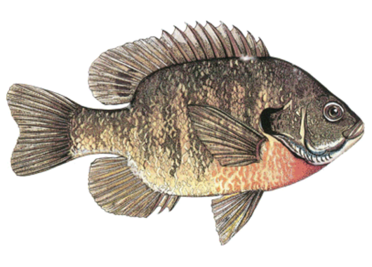 Fish Sale — Bluegill (2–4
