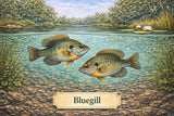 Fish Sale — Bluegill (2–4") — 50 ct