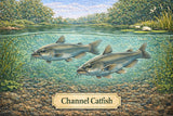 Fish Sale — Channel Catfish (4–6") — 10 ct