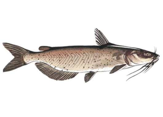 Fish Sale — Channel Catfish (4–6