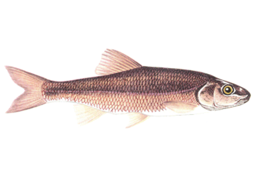 Fish Sale — Fathead Minnows — 5 lb