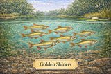 Fish Sale — Golden Shiners — 4 lb