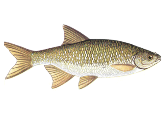 Fish Sale — Golden Shiners — 4 lb
