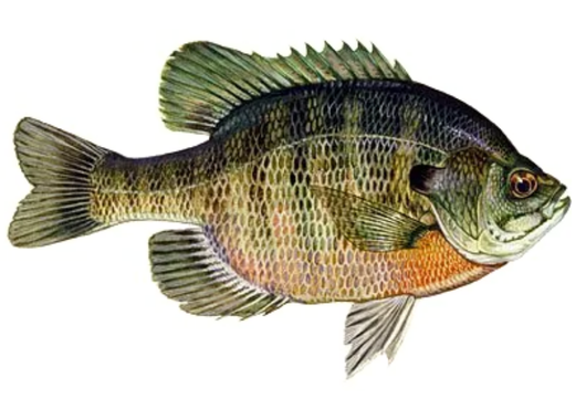 Fish Sale — Hybrid Bluegill (2–4