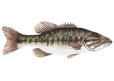 Fish Sale — Largemouth Bass (4–6") — 10 ct
