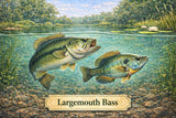 Fish Sale — Largemouth Bass (4–6") — 10 ct