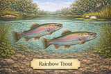 Fish Sale — Rainbow Trout (5–8") — 10 ct