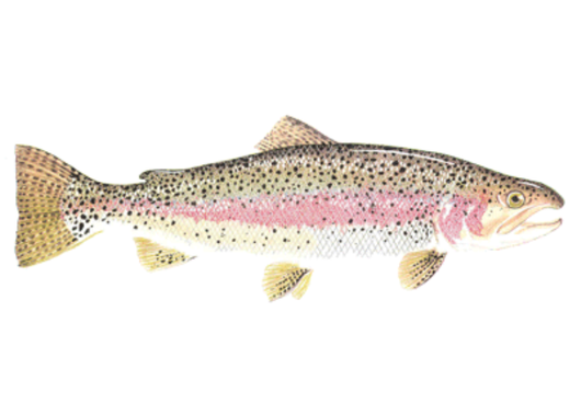 Fish Sale — Rainbow Trout (5–8