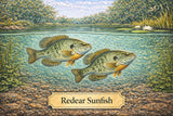 Fish Sale — Redear Sunfish (2–4") — 50 ct