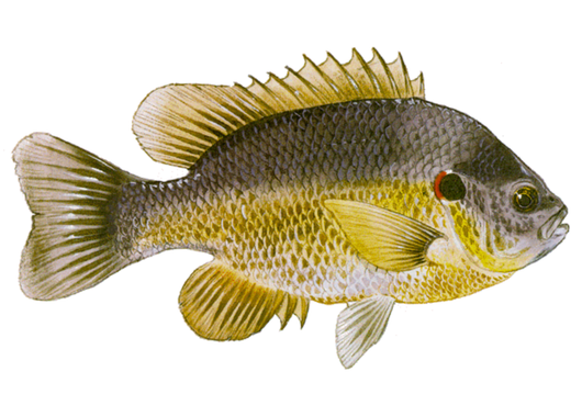 Fish Sale — Redear Sunfish (2–4