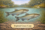 Fish Sale — Triploid Grass Carp (8–11") — each *ILINOIS CUSTOMERS ONLY*