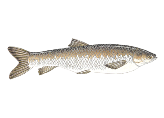 Fish Sale — Triploid Grass Carp (8–11